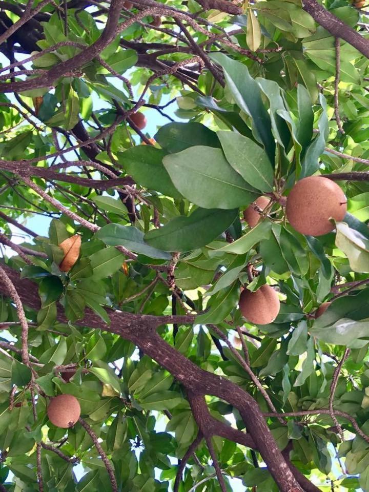 Hotel Jardim Φορταλέζα Εξωτερικό φωτογραφία